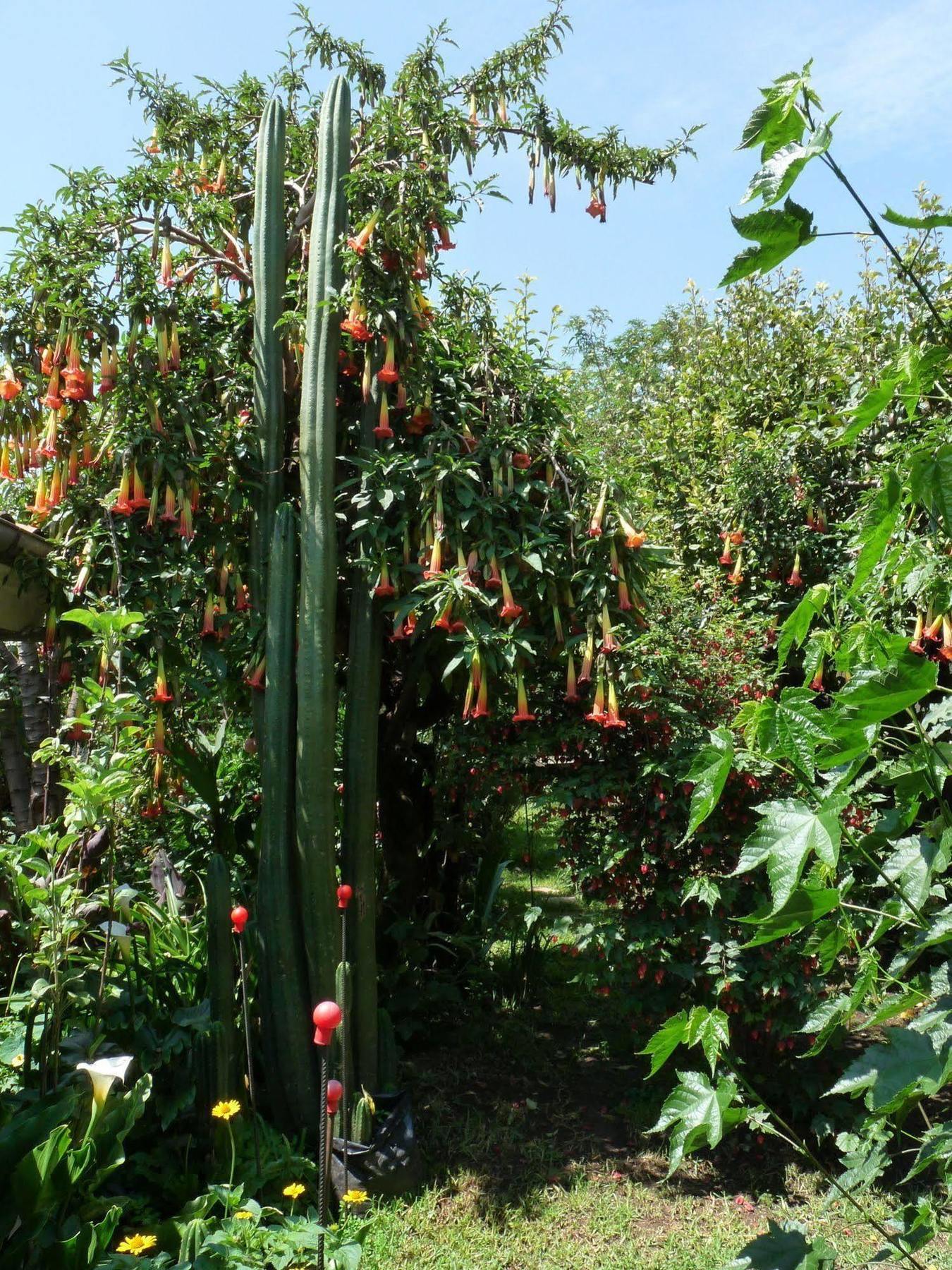 Kukuli Lodge B&B Cuzco Zewnętrze zdjęcie